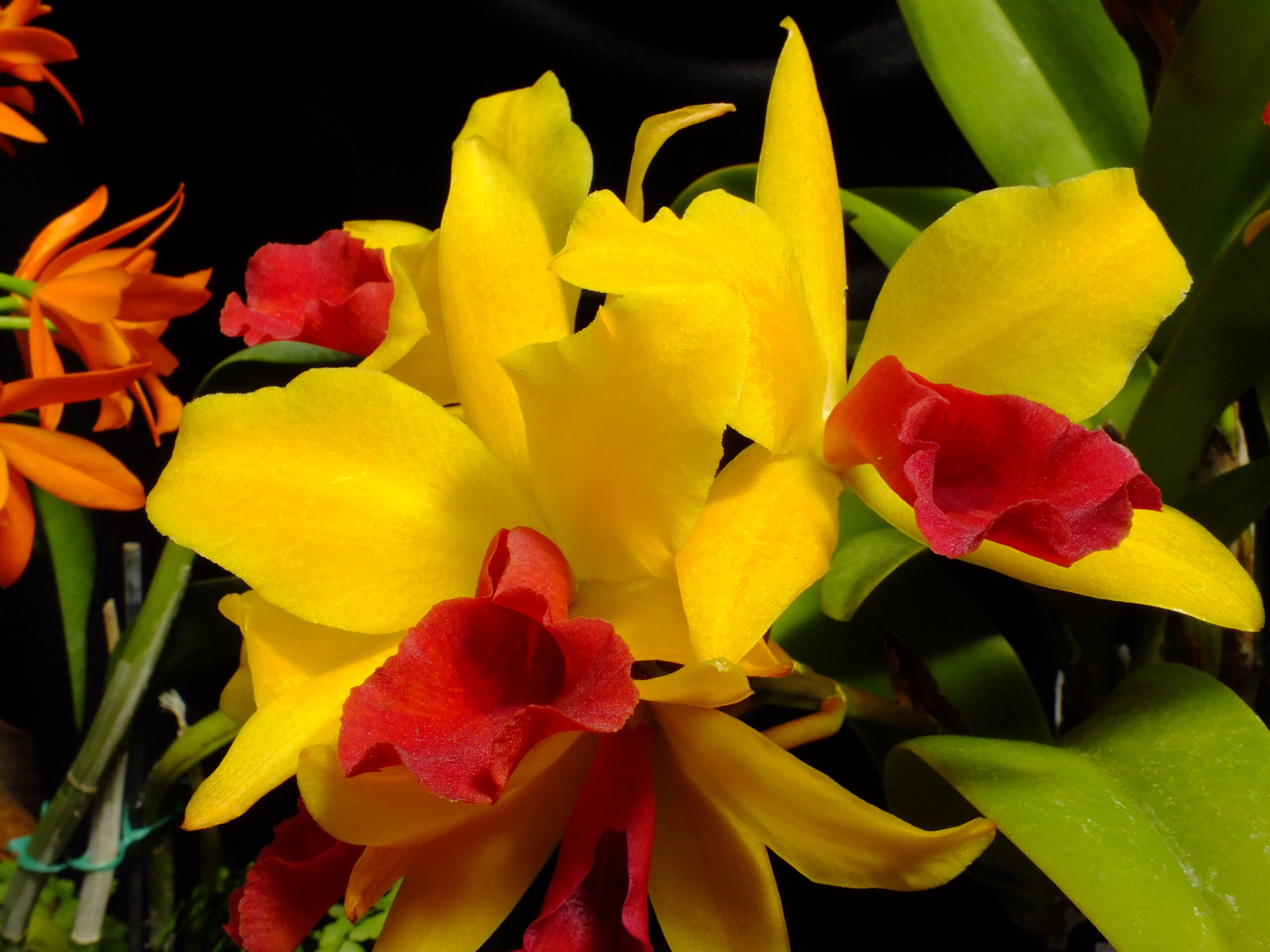 Join! - Central Indiana Orchid Society