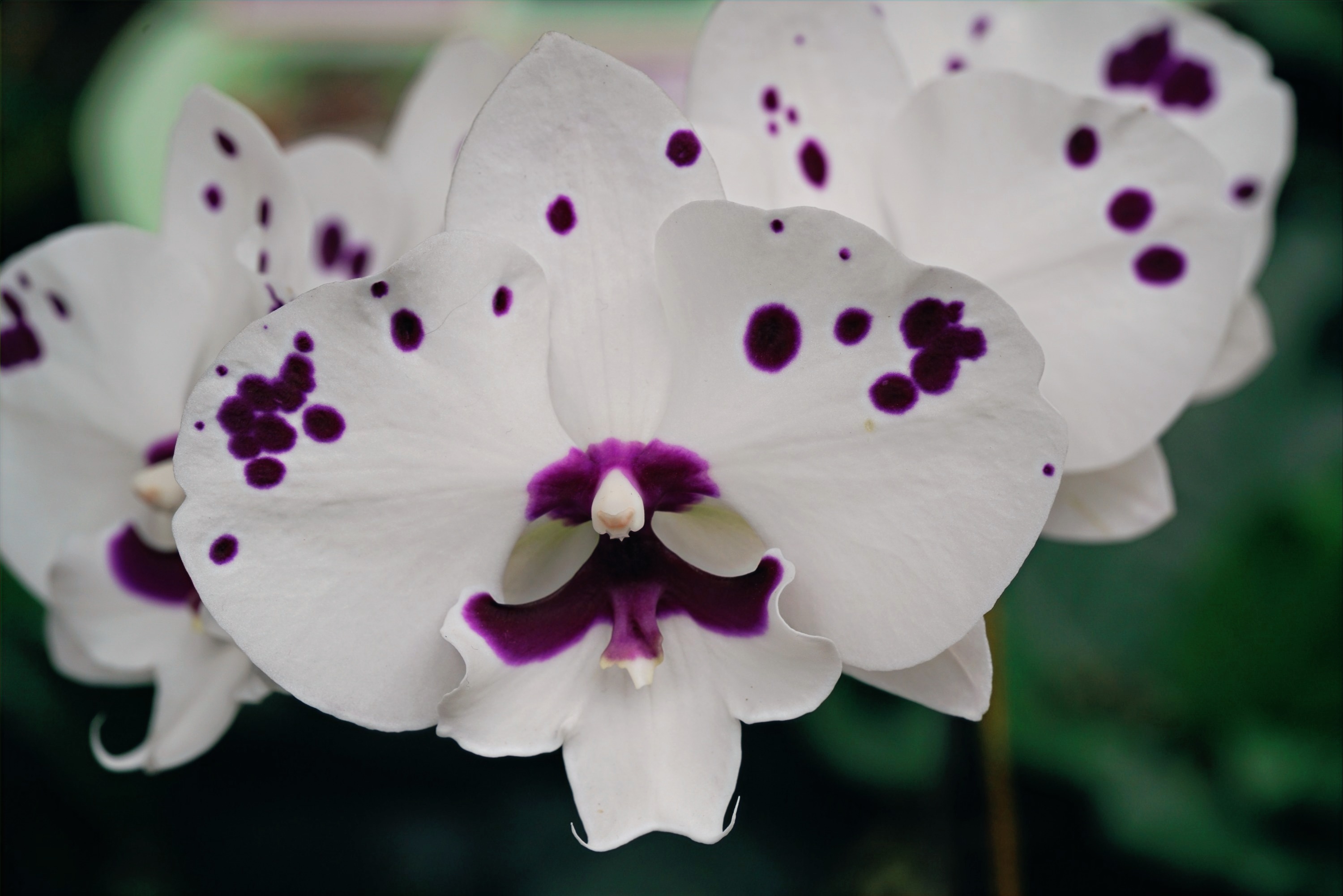 Central Indiana Orchid Society - Central Indiana Orchid Society