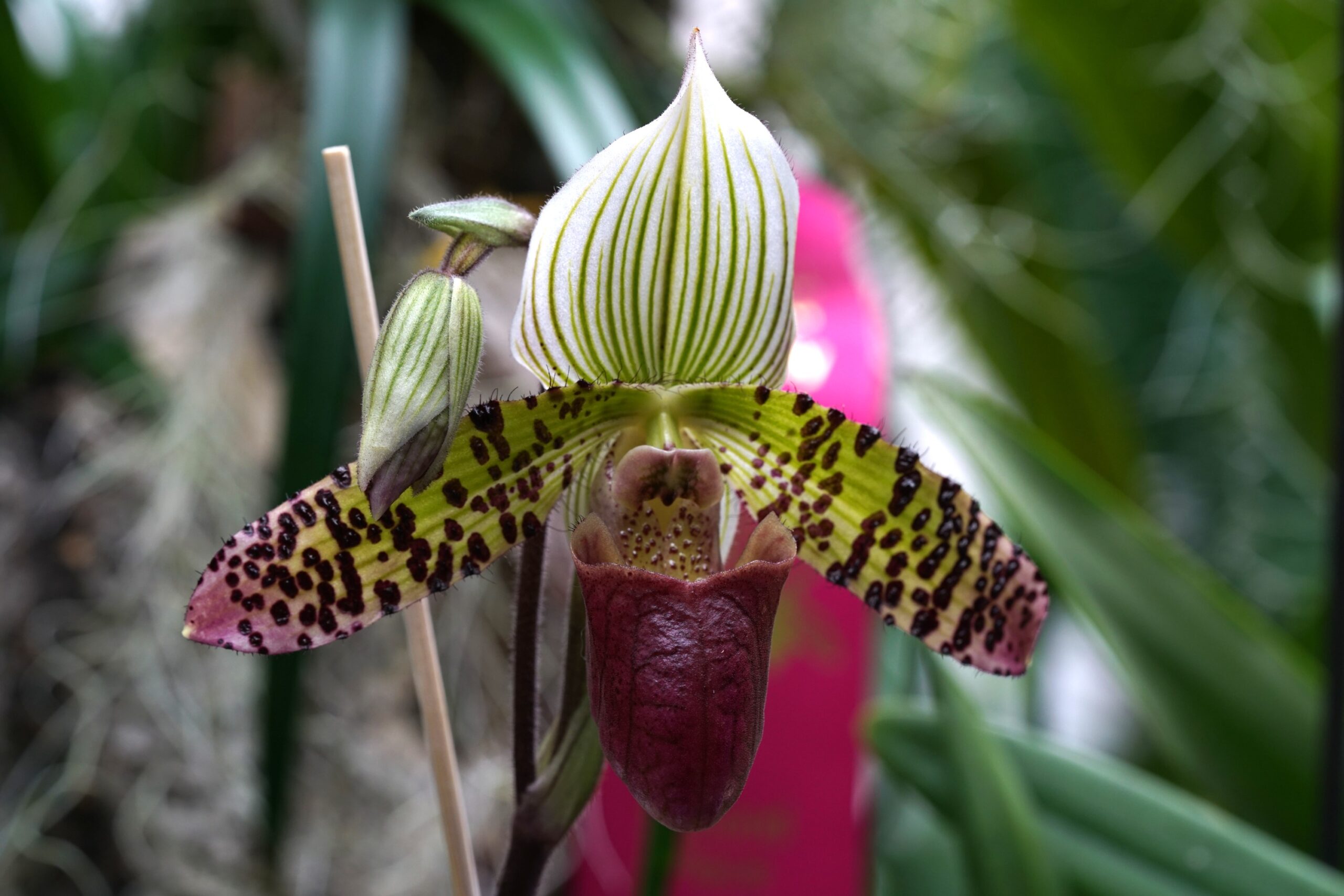 Plant of the Month - Central Indiana Orchid Society
