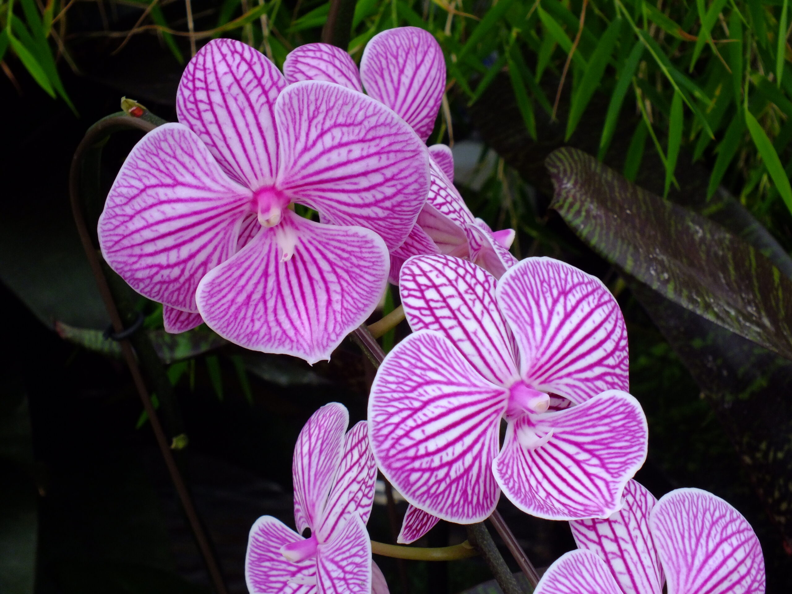 Meeting & Event Schedule - Central Indiana Orchid Society